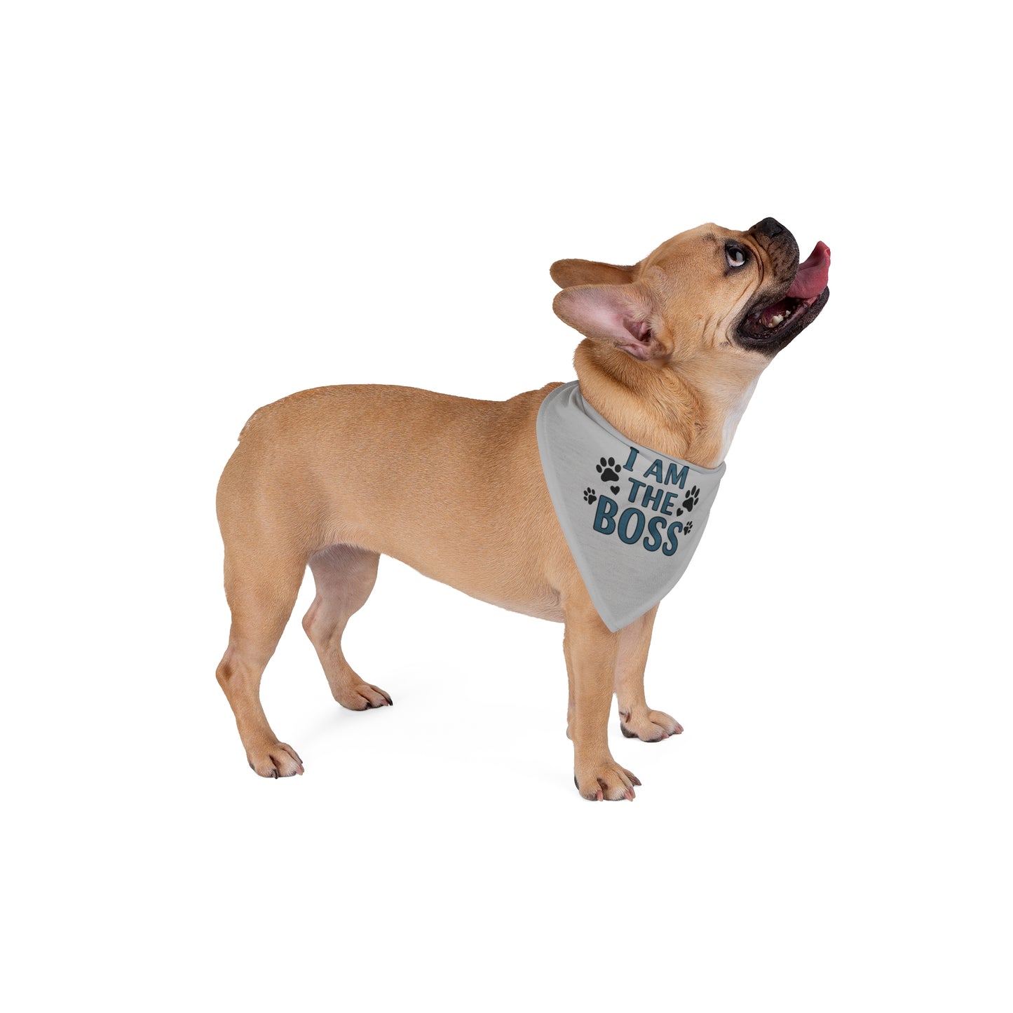 I Am The Boss Frenchie Bandana (Grey)